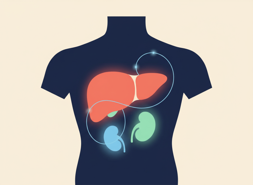 Ilustración abstracta de un torso con hígado, riñón y corazón conectados por un hilo, representando el síndrome cardio-renal-metabólico